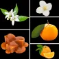 Preview: Duftnoten: Orangenblüte, Jasmin, Mandarine, Orange, Karamell